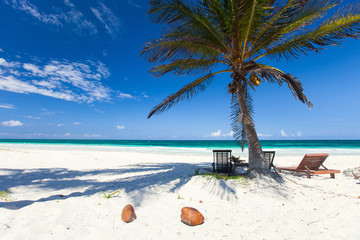 Fototapeta na wymiar Coconut palm at beach
