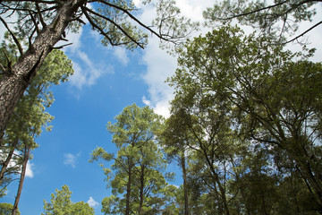 Green forest