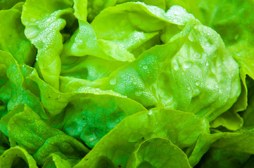 Closeup on fresh wet lettuce in the garden