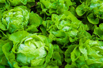 Closeup on fresh wet lettuce in the garden