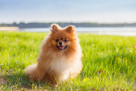 Pomeranian puppy on grass
