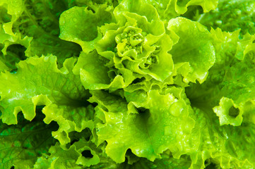Closeup on fresh wet lettuce in the garden