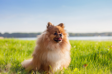 Pomeranian puppy on grass