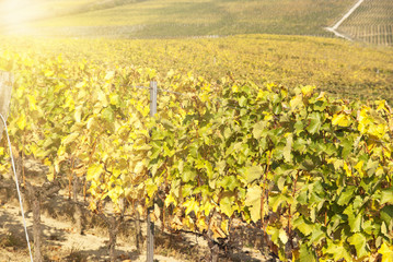 Noble rot of a wine grape, botrytised grapes