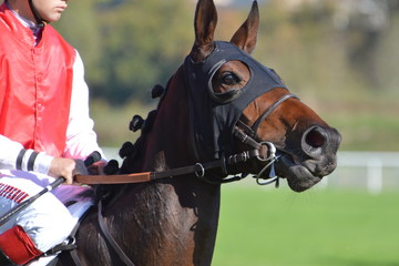 Obraz premium cheval de course