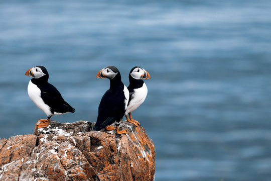 Puffins