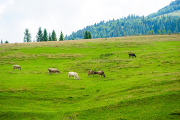 Fototapeta na wymiar Cows herdis grazing in the mountains