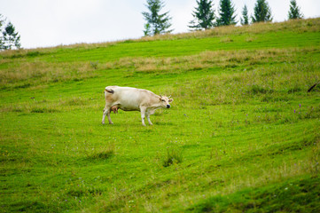 Obraz premium Cows herdis grazing in the mountains