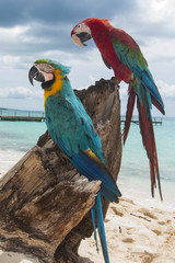 Fototapeta na wymiar pappagallo 5