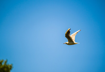 seagull flying among the pure blue sky