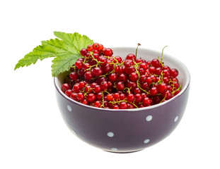 Red currant