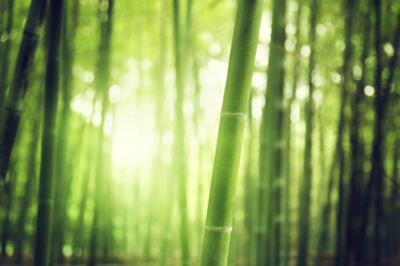 Naklejka premium Bamboo Forest