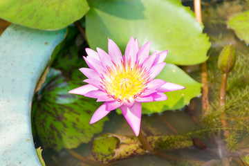 blossom lotus flower