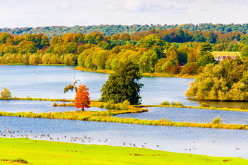 Fototapeta na wymiar English landscape in autumn with colorful trees and wildlife