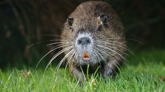 Junges Nutria greift an. Biberratte.