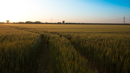 wheat. a cereal plant that is the most important kind grown in t