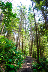 Fototapeta premium beautiful green forest