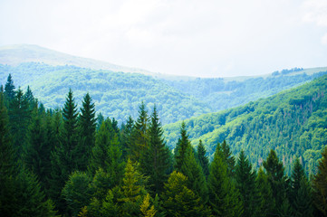 summer in the mountains. Carpathian, Ukraine, Europe.