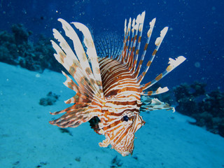 Indischer Rotfeuerfisch