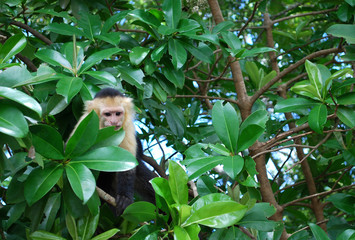 White faced capuchin monkey on a tree