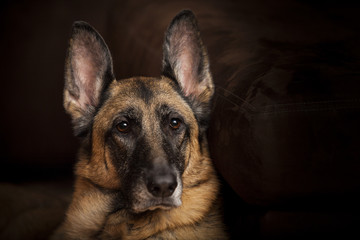 German Shepherd Dog