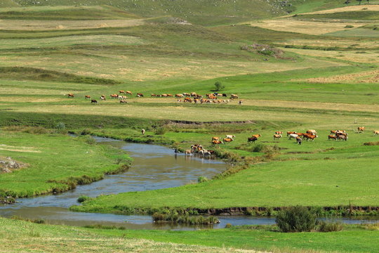 Ardahan