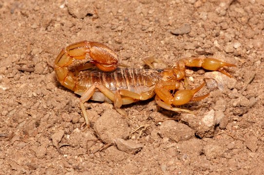 Arizona stripetail scorpion (Vaejovis spinigerus)