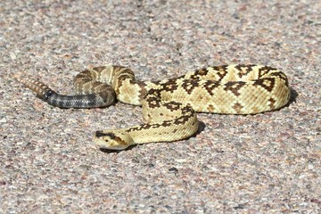 Black-tailed Rattlesnake (Crotalus molossus)