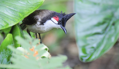 Red whiskered Bulbul - Pycnonotus jocosus