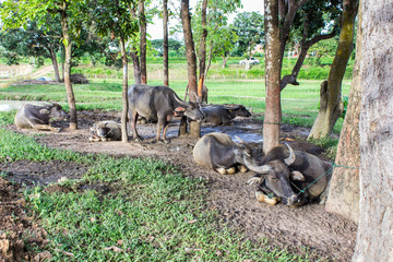 thai buffalo