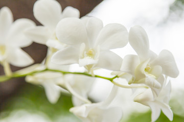 Obraz na płótnie Canvas White orchid on green background.