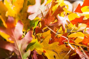 Colorful Fall Leaves