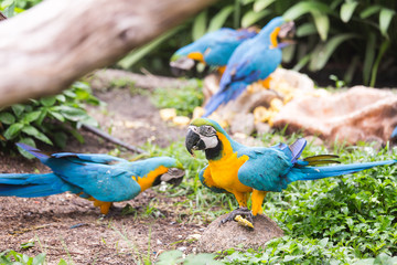 macaws