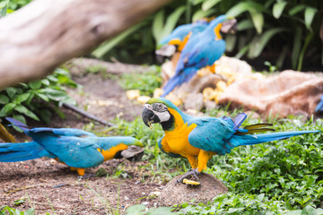 macaws