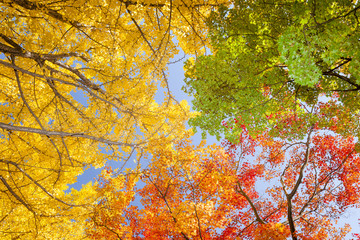 イチョウ　秋　Ginkgo tree   Autumn 