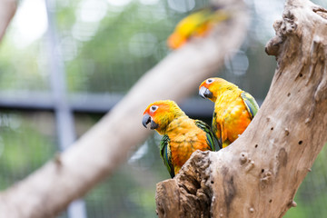 Sun Conure Parrot