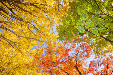 イチョウ　秋　Ginkgo tree   Autumn 