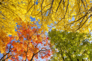 イチョウ　秋　Ginkgo tree   Autumn 