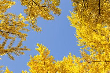 イチョウ　秋　Ginkgo tree   Autumn 