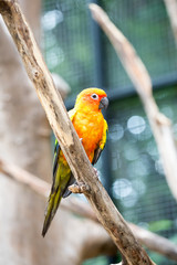 Sun Conure Parrot