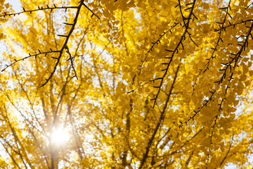 イチョウ　秋　Ginkgo tree   Autumn 