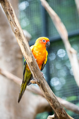 Sun Conure Parrot