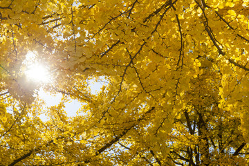 イチョウ　秋　Ginkgo tree   Autumn 