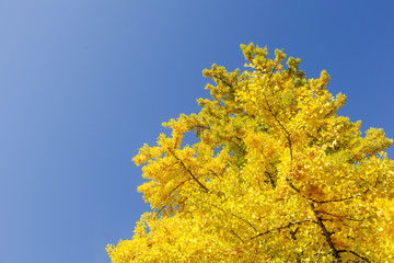 イチョウ　秋　Ginkgo tree   Autumn 