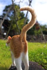 猫の後ろ姿