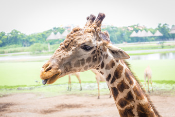 Close up giraffe face