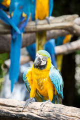 scarlet macaws on the tree