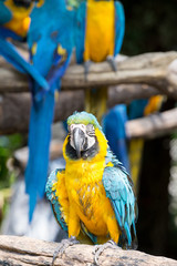 scarlet macaws on the tree