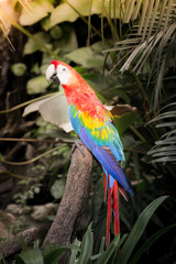 scarlet macaws on the tree with sunlight