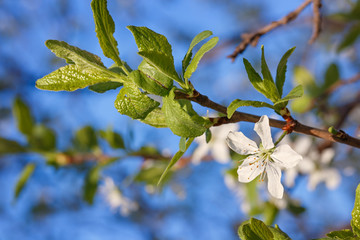 Flowers on a branch of fruit tree. Against the blue sky.